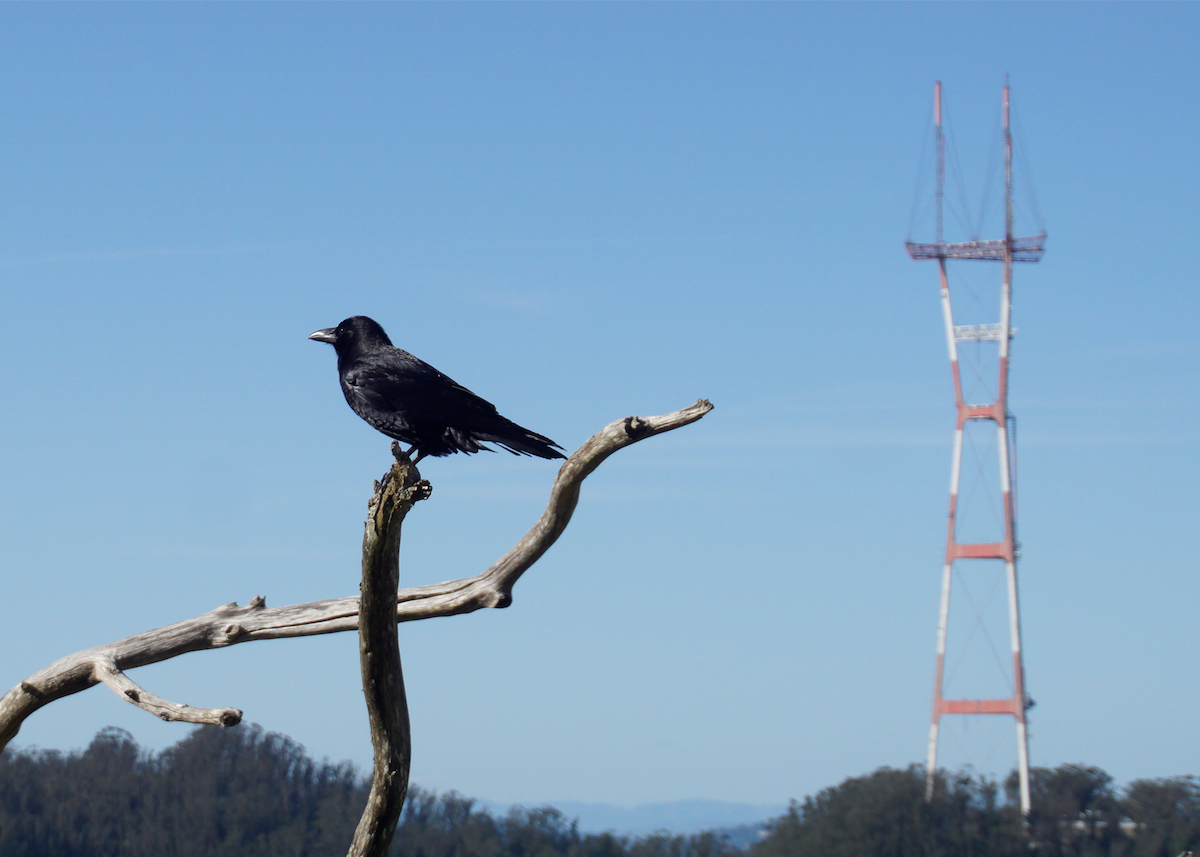 A blue sky in the background with a red and white radio tower looming tall behind a closeup of a small black bird on a dry branch. A suggestion of trees and fog on the horizon.